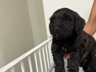Mixed Breed dogs Mixed Breed 4 - Ad 29