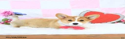 Welsh Corgi Pembroke dogs for sale: Mandy - Ad 5