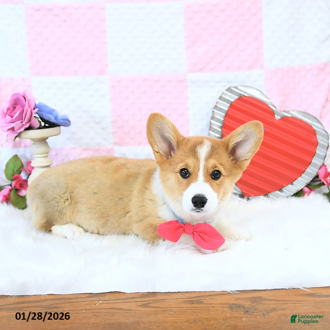 Welsh Corgi Pembroke dogs for sale: Mandy - Ad 5