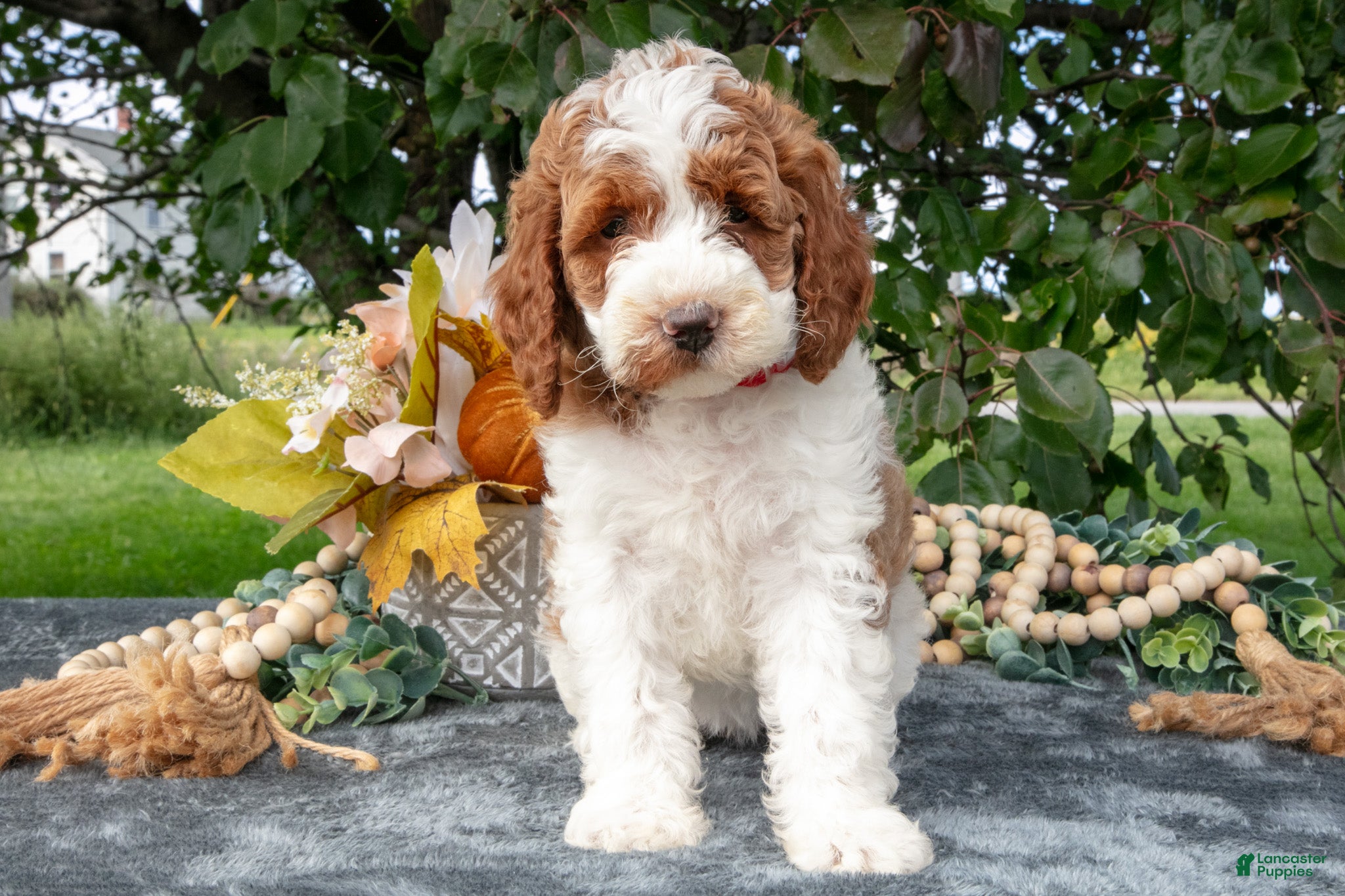 Tinkerbell (Miniature Poodle, Female) in Wolcottville, IN
