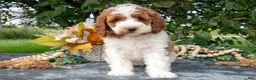 Miniature Poodle dogs for sale: Tinkerbell - Ad 1