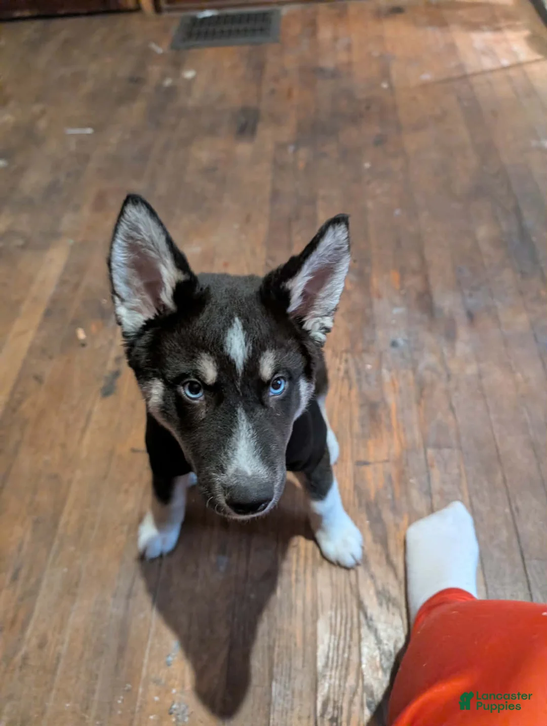 Siberian Husky dogs for sale: Siberian Husky Puppy 1 - Ad 2