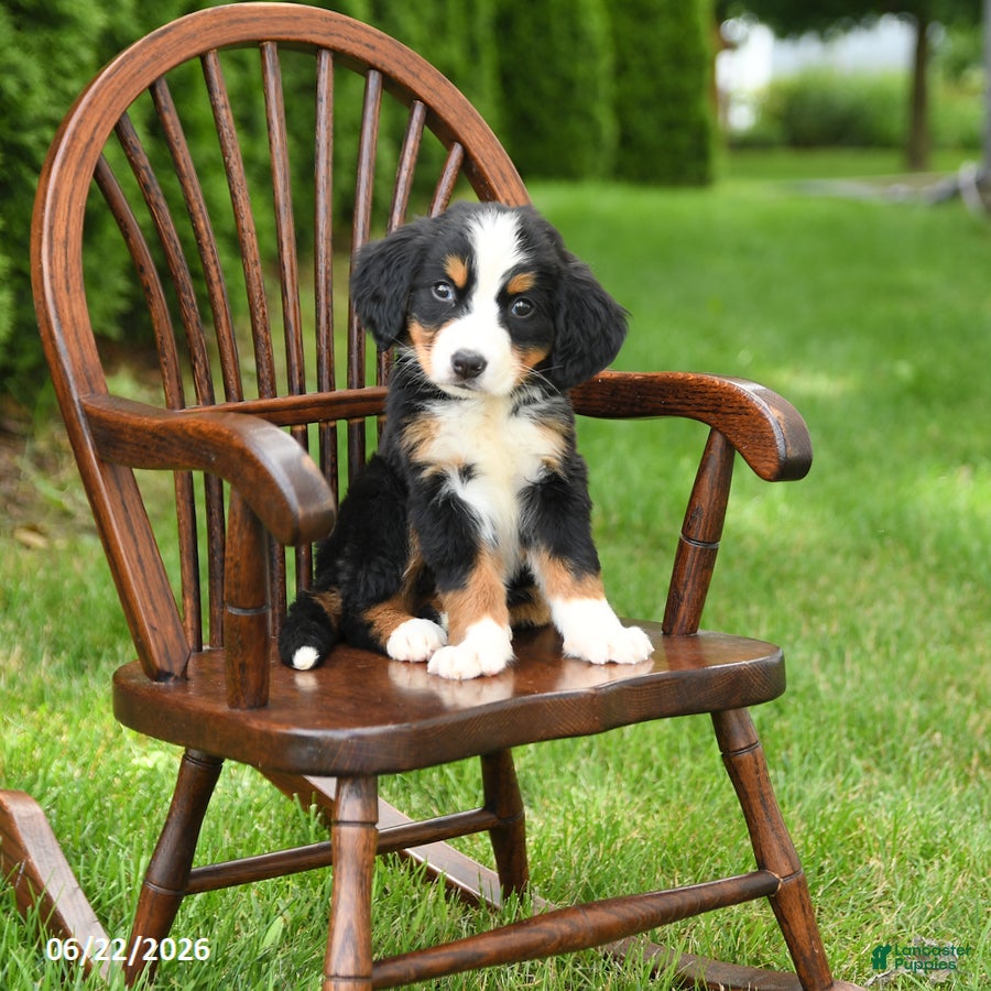 Bernese Mountain Dog dogs Lottie - Ad 1