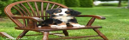 Bernese Mountain Dog dogs for sale: Lottie - Ad 1