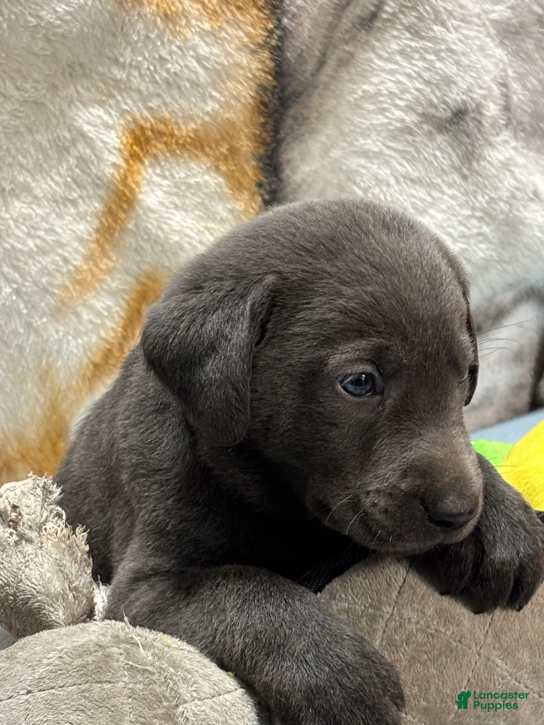 Labrador Retriever dogs for sale: Dalton - Ad 2
