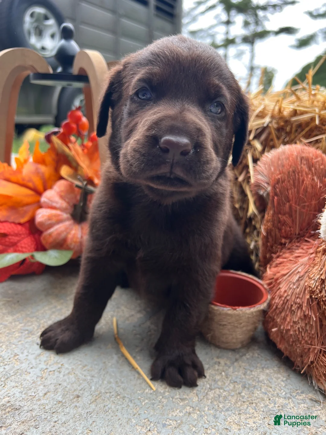 Labrador Retriever dogs for sale: Labrador Retriever 1 - Ad 1