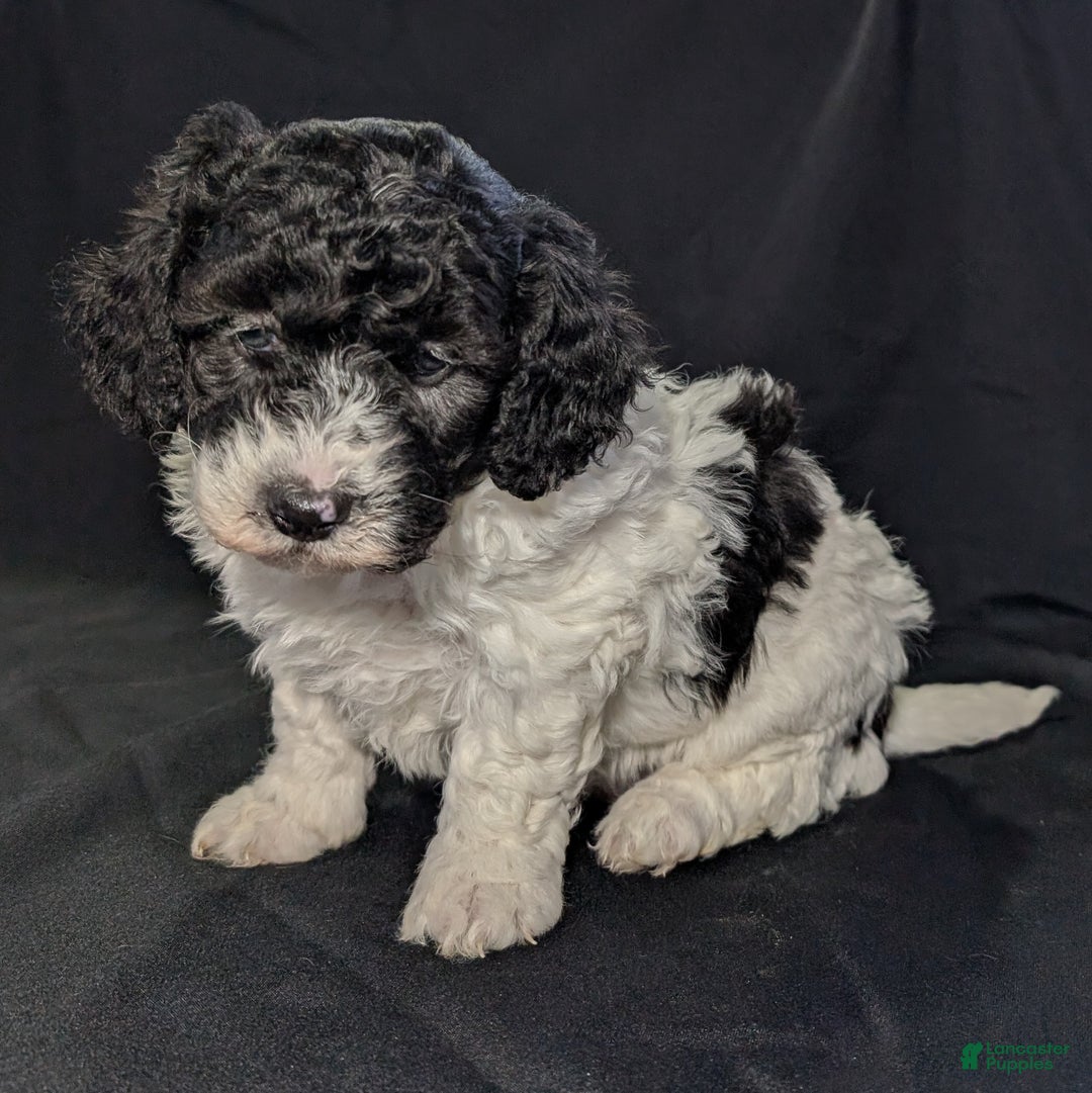 Mixed Breed dogs for sale: Jake - Ad 7