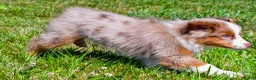 Miniature Australian Shepherd dogs for sale: Noah - Ad 6