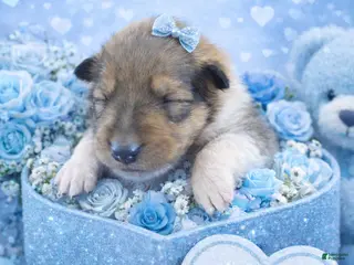 Collie dogs Scott - Ad 5