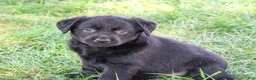 Labrador Retriever dogs for sale: Mowgli - Ad 5