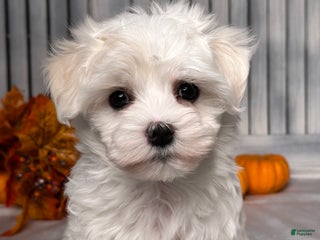 Maltese dogs - Ad 32