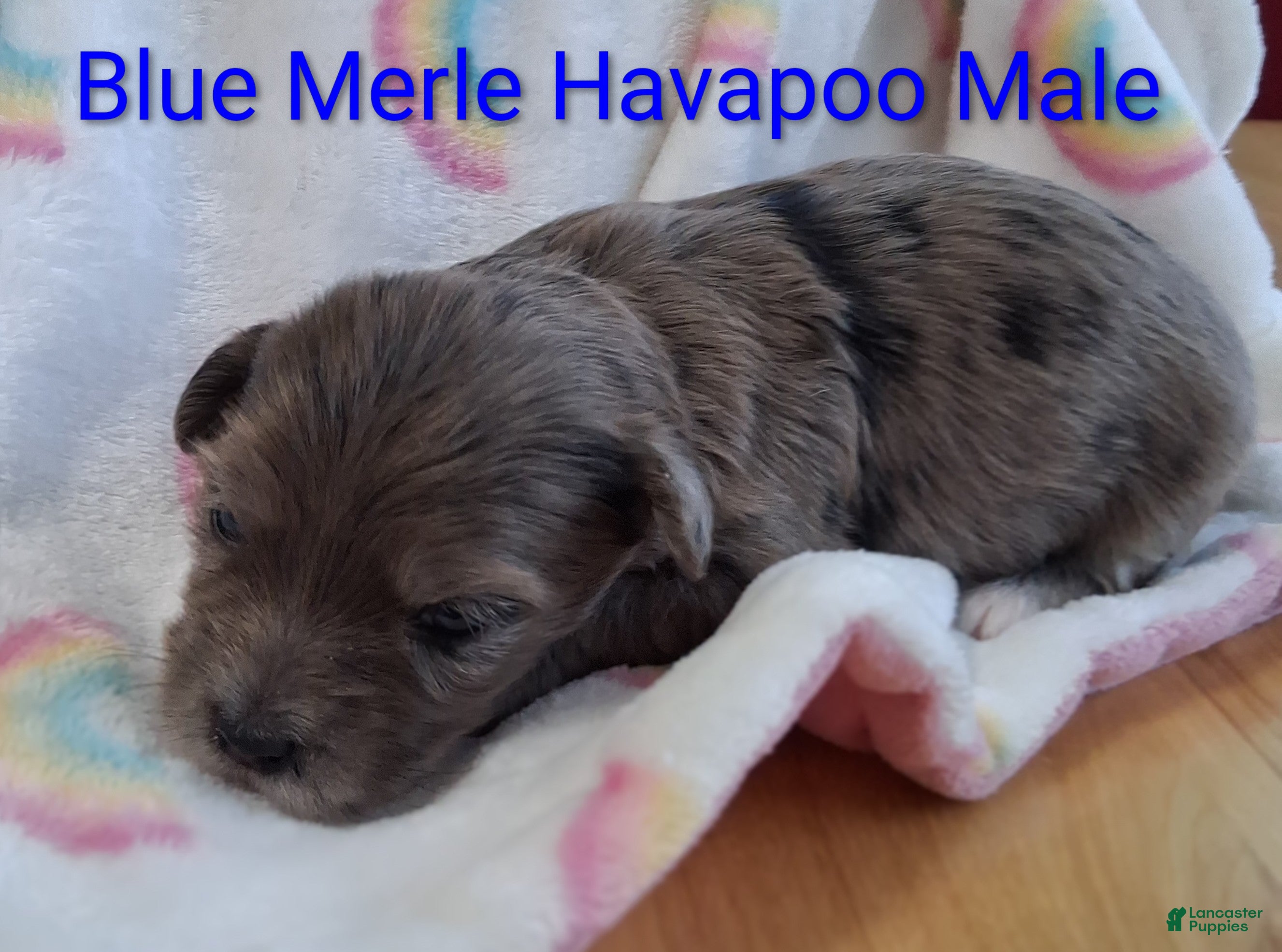 Havapoo dogs Blue Merle - Ad 2