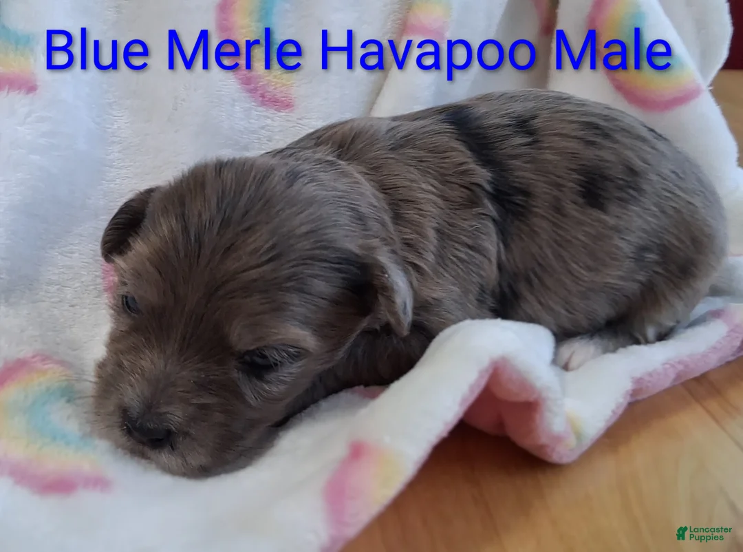 Havapoo dogs for sale: Blue Merle - Ad 2