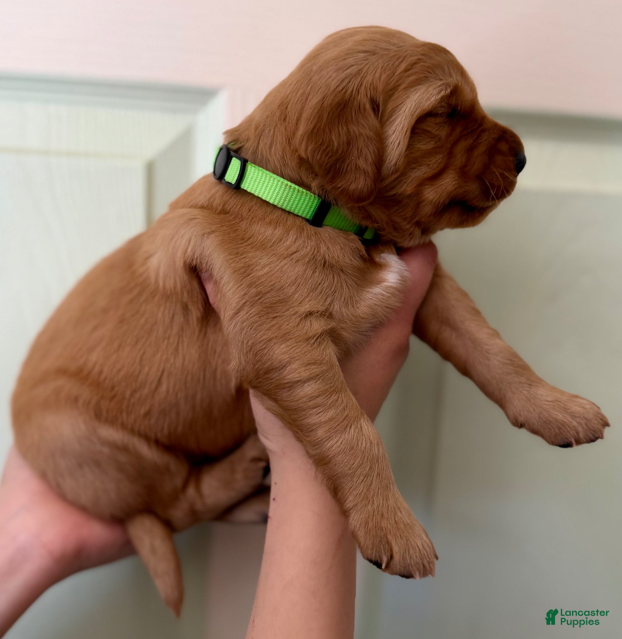 Golden Retriever dogs Light Green Boy - Ad 11