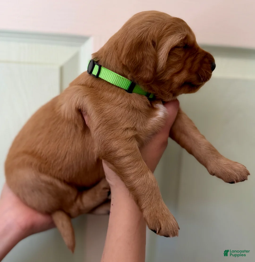 Golden Retriever dogs for sale: Light Green Boy - Ad 1