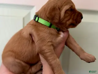 Golden Retriever dogs Light Green Boy - Ad 11