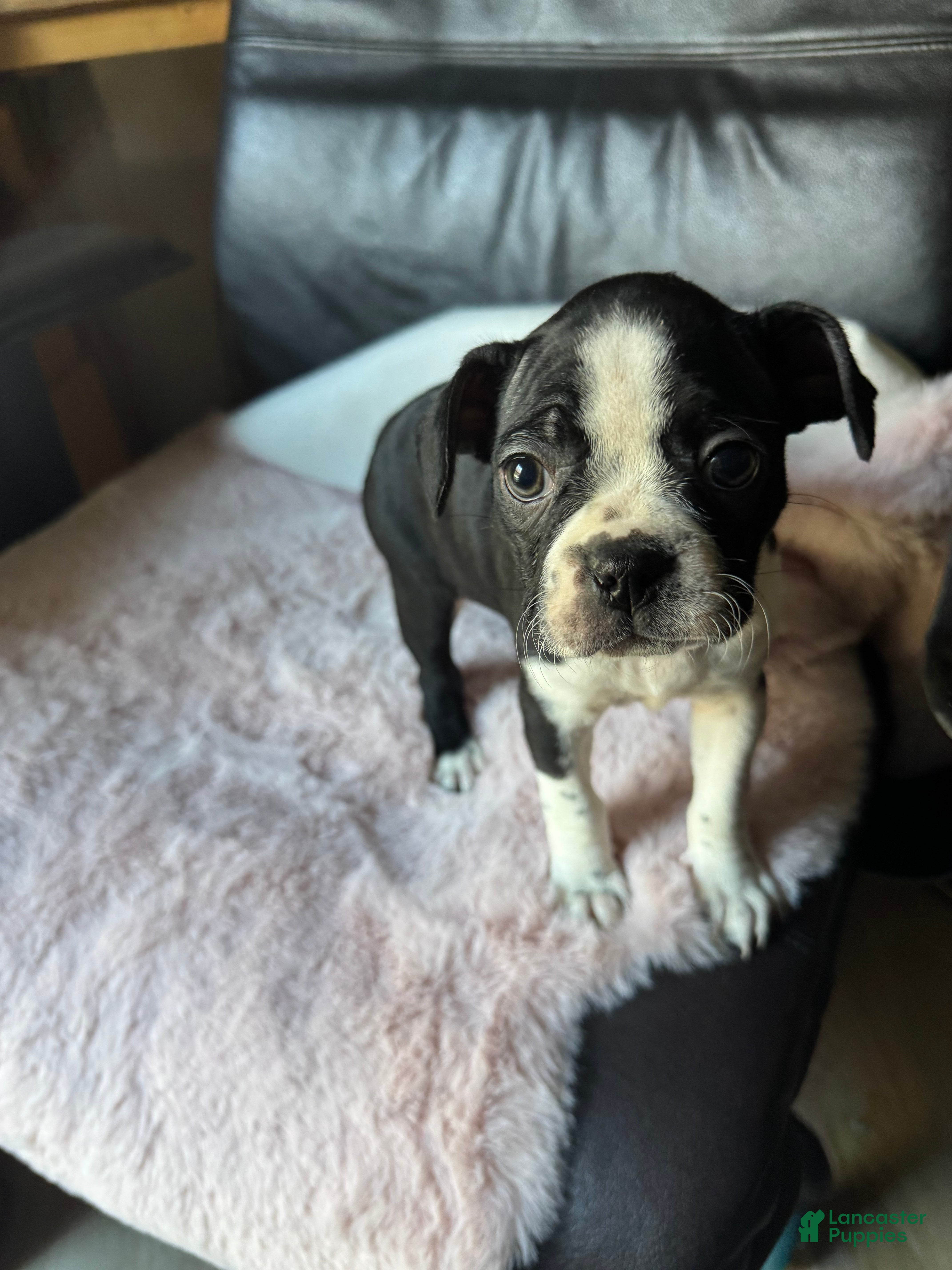 Boston Terrier dogs Yoda may - Ad 39