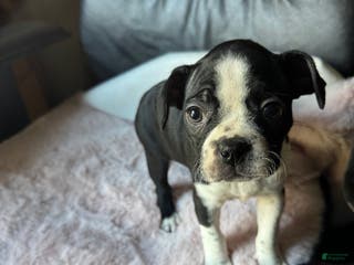 Boston Terrier dogs Yoda may - Ad 35