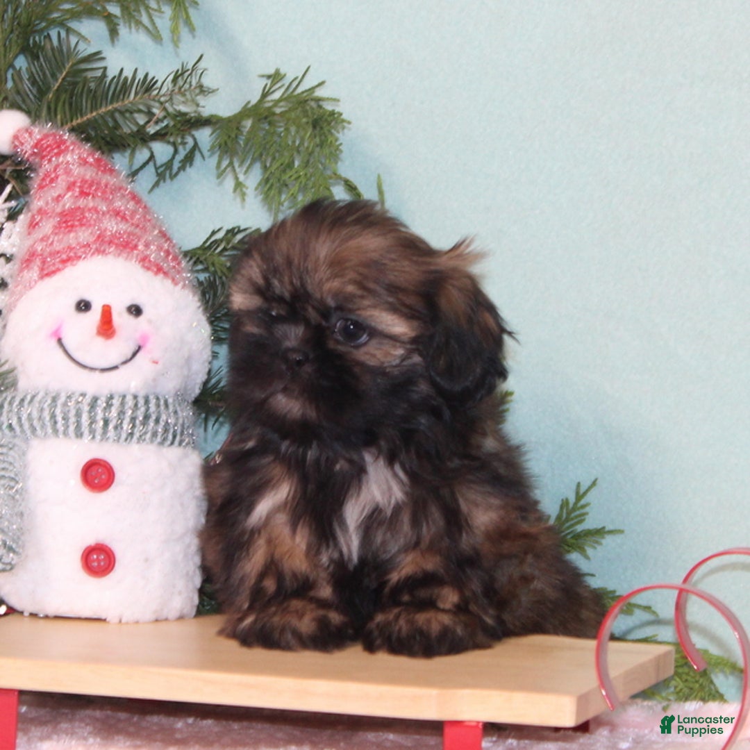 Shih Tzu dogs for sale: Magic - Ad 4
