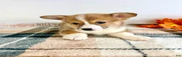 Welsh Corgi Pembroke dogs for sale: CKC Rio - Ad 3