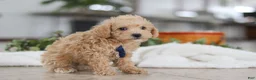 Schnoodle dogs for sale: Bruno - Ad 6