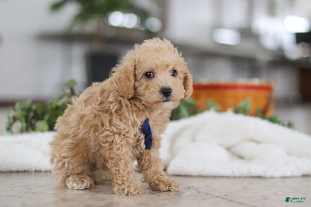 Schnoodle dogs for sale: Bruno - Ad 6