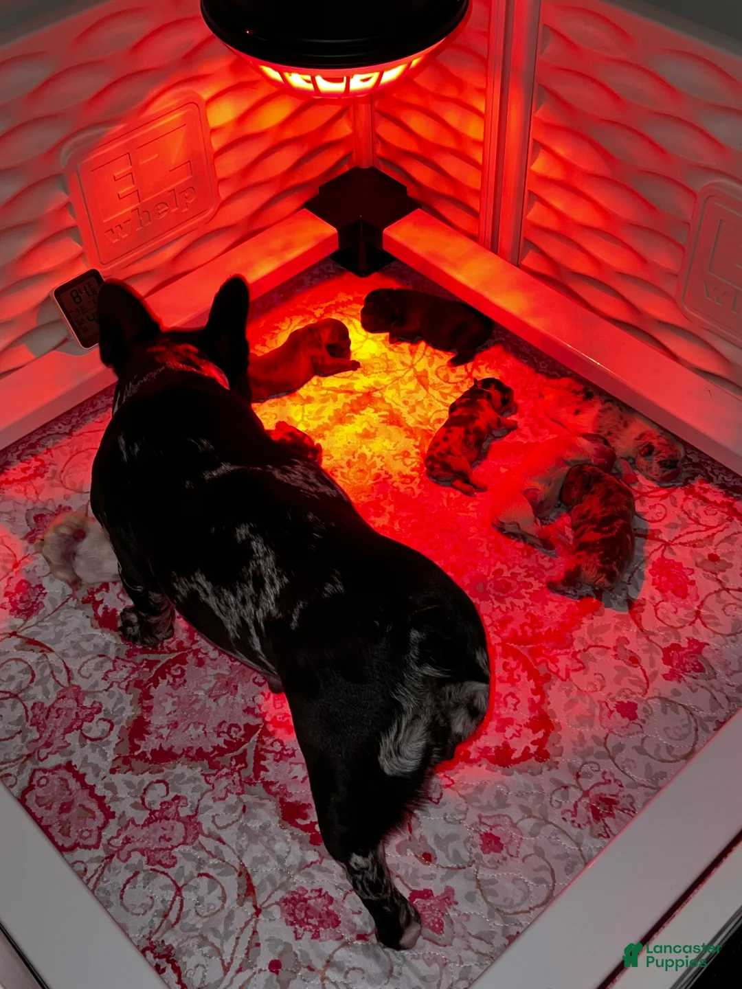 Gallery Image {{count}}