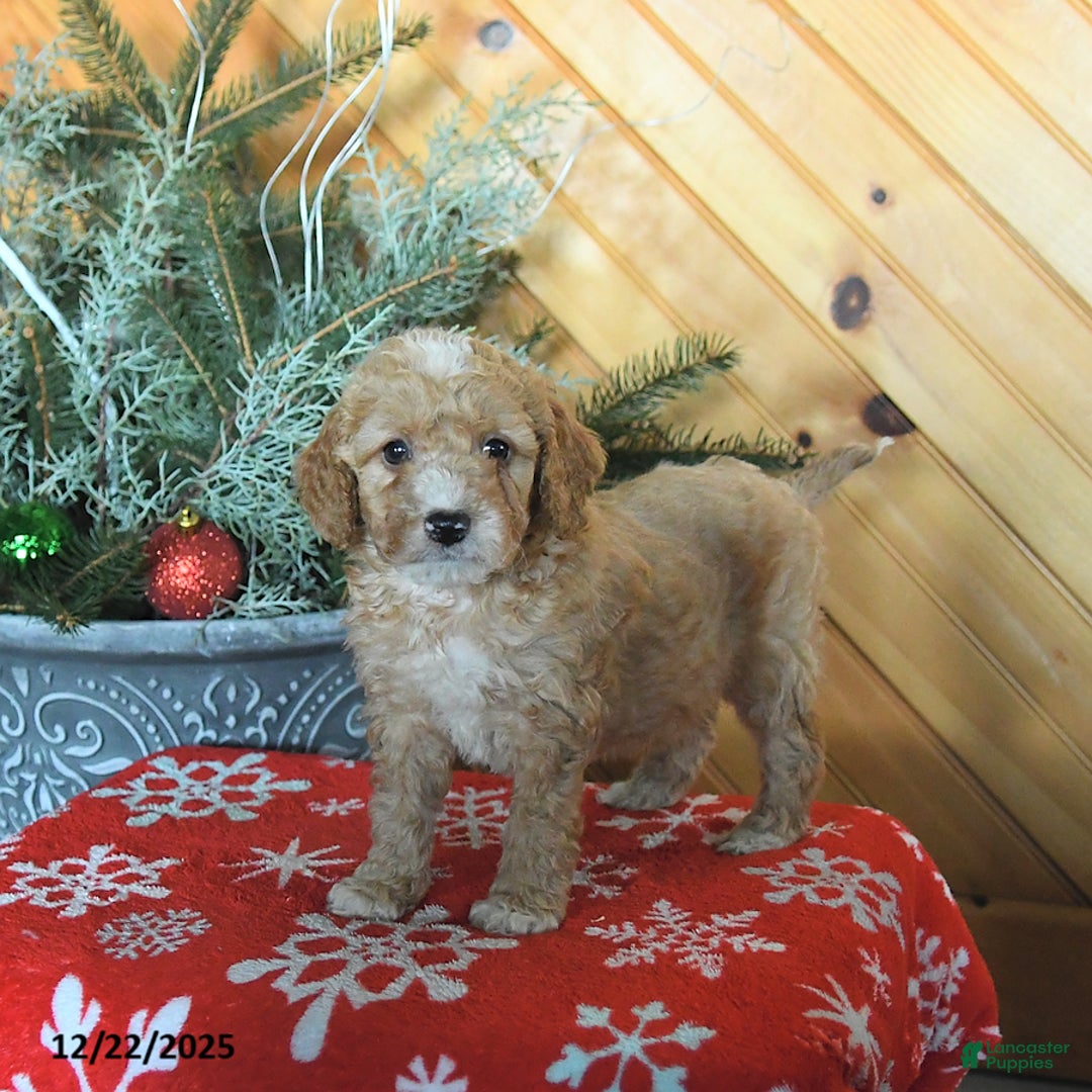 Mini Goldendoodle dogs for sale: Shadow - Ad 4