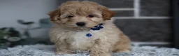 Maltipoo dogs for sale: Phoebe  - Ad 4