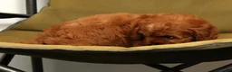 Cavapoo dogs for sale: Roxy - Ad 9