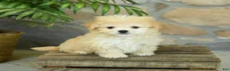 Teddy Bear dogs for sale: Tessa - Ad 3
