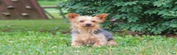Yorkshire Terrier dogs for sale: Lola - Ad 19