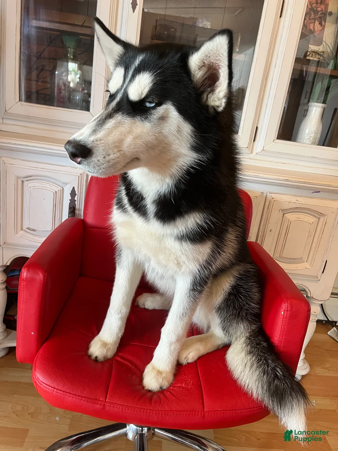 Huskipoo dogs for sale: Teddy Bear - Ad 3
