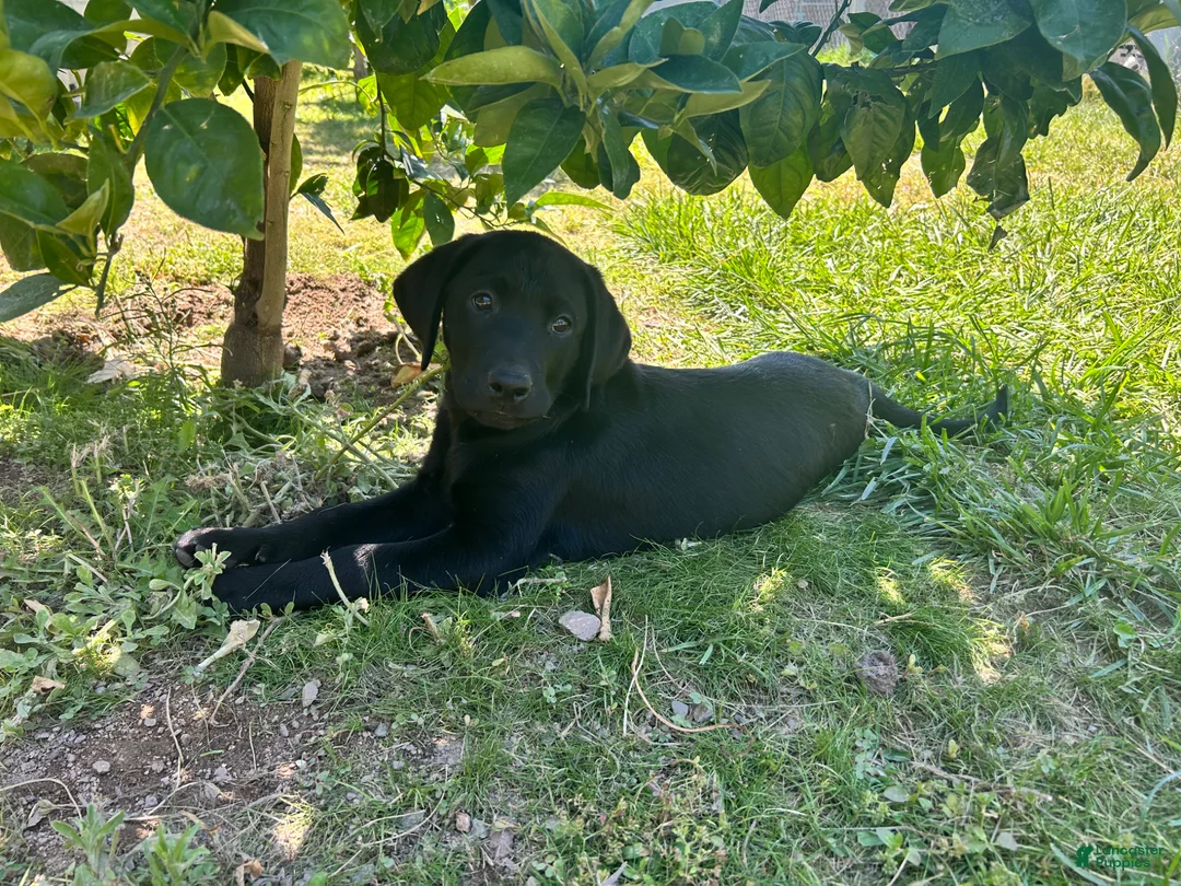 Labrador Retriever dogs for sale: Labrador Retriever Puppy 1 - Ad 2