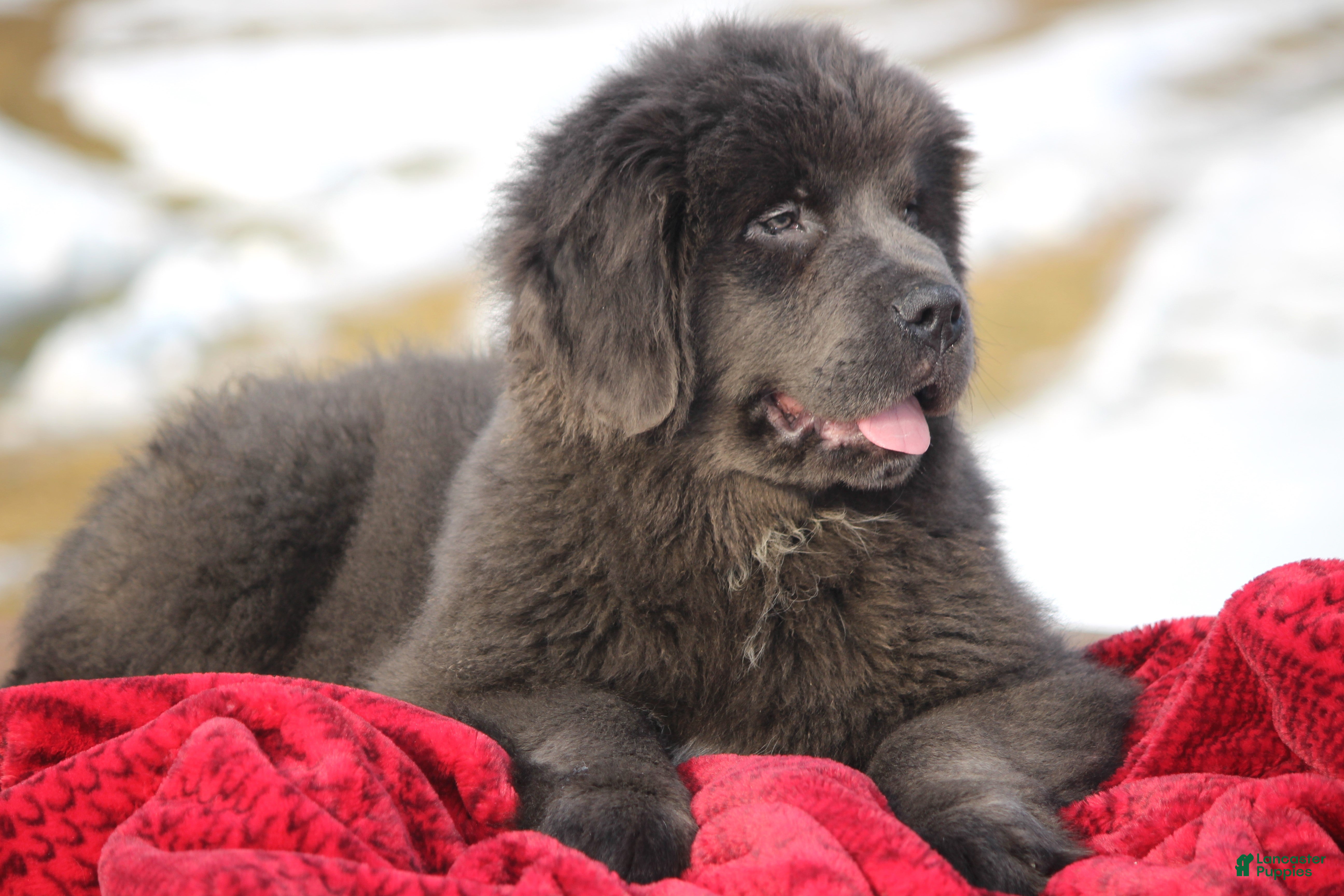 Newfoundland dogs Tess - Ad 2