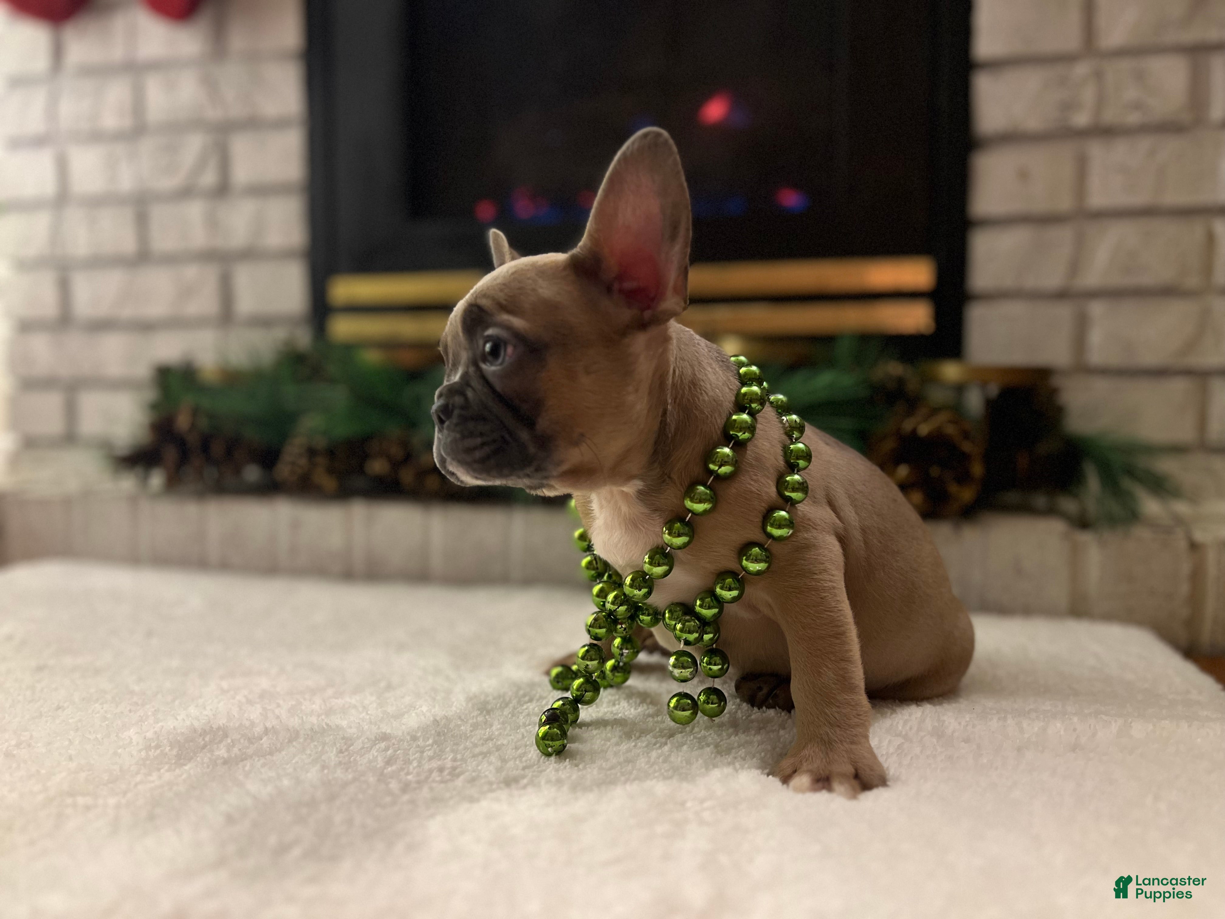 French Bulldog dogs Lucy - Ad 2