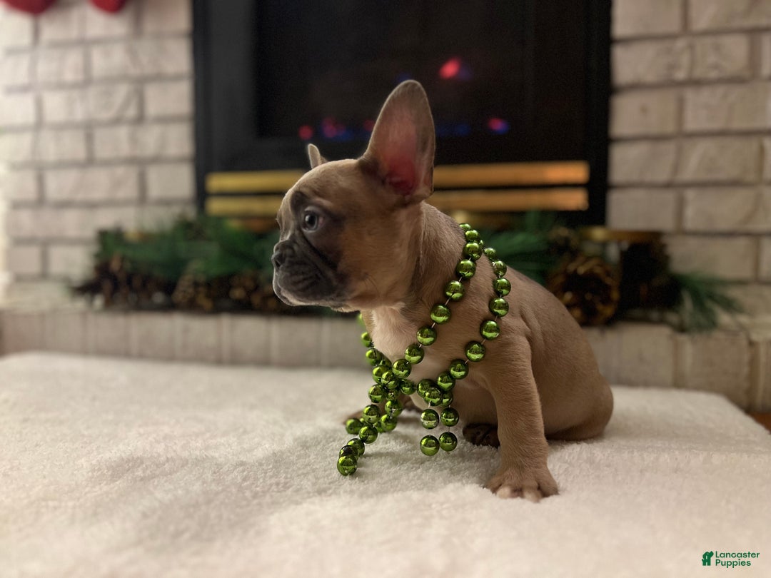 French Bulldog dogs for sale: Lucy - Ad 2