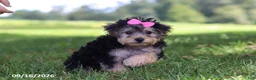 Yochon dogs for sale: Lilac - Ad 5