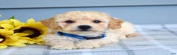 Bichpoo dogs for sale: Sammy - Ad 3