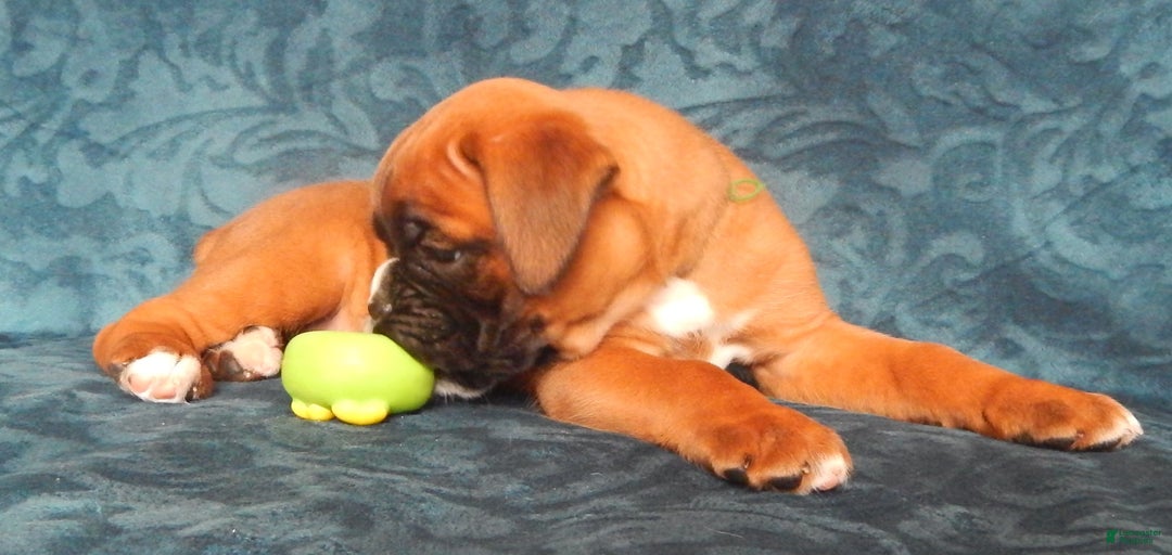 Gallery Image {{count}}