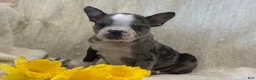 Frenchton dogs for sale: Kenson - Ad 6
