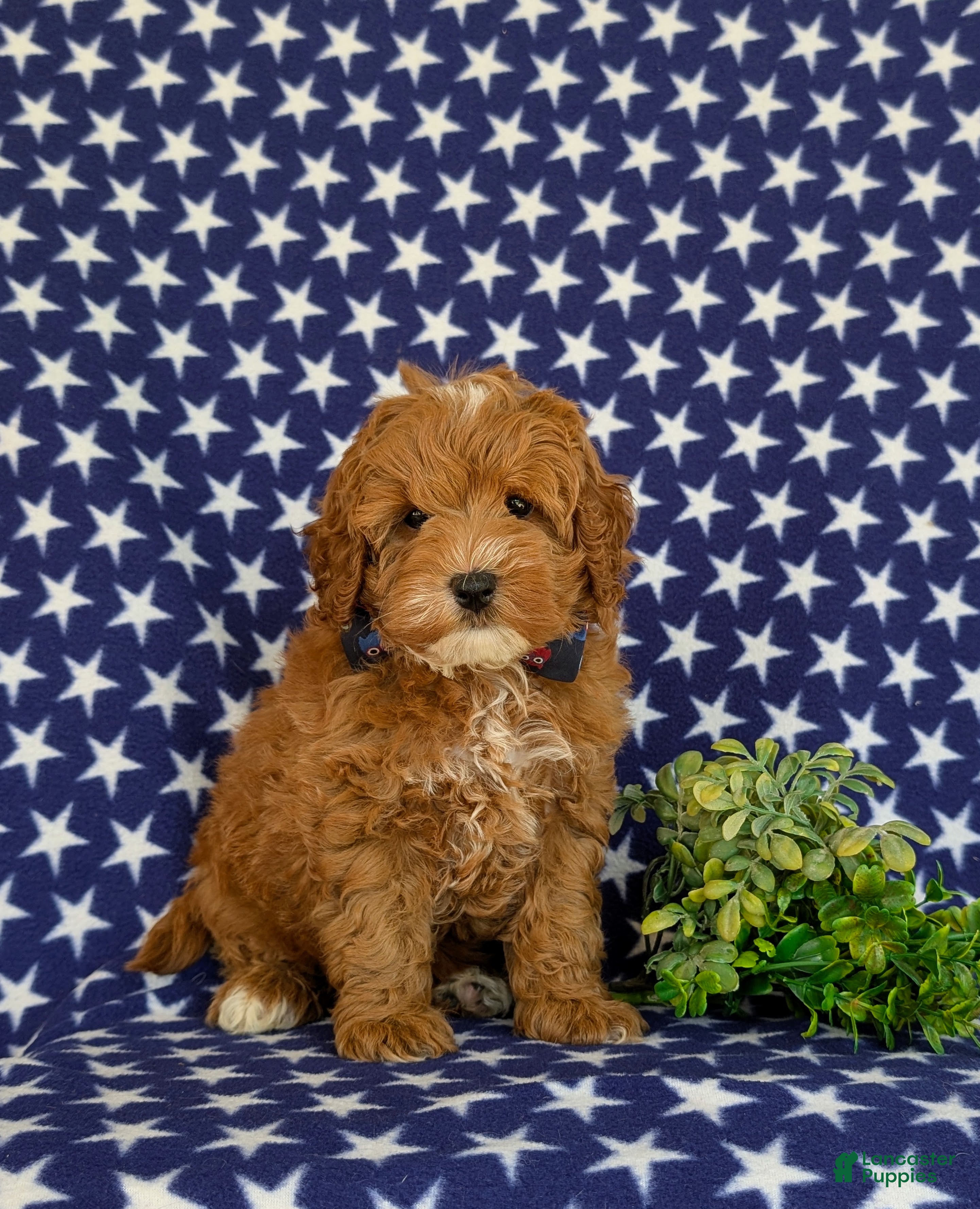 Cavapoo dogs for sale: Omar Hypoallergenic - Ad 5