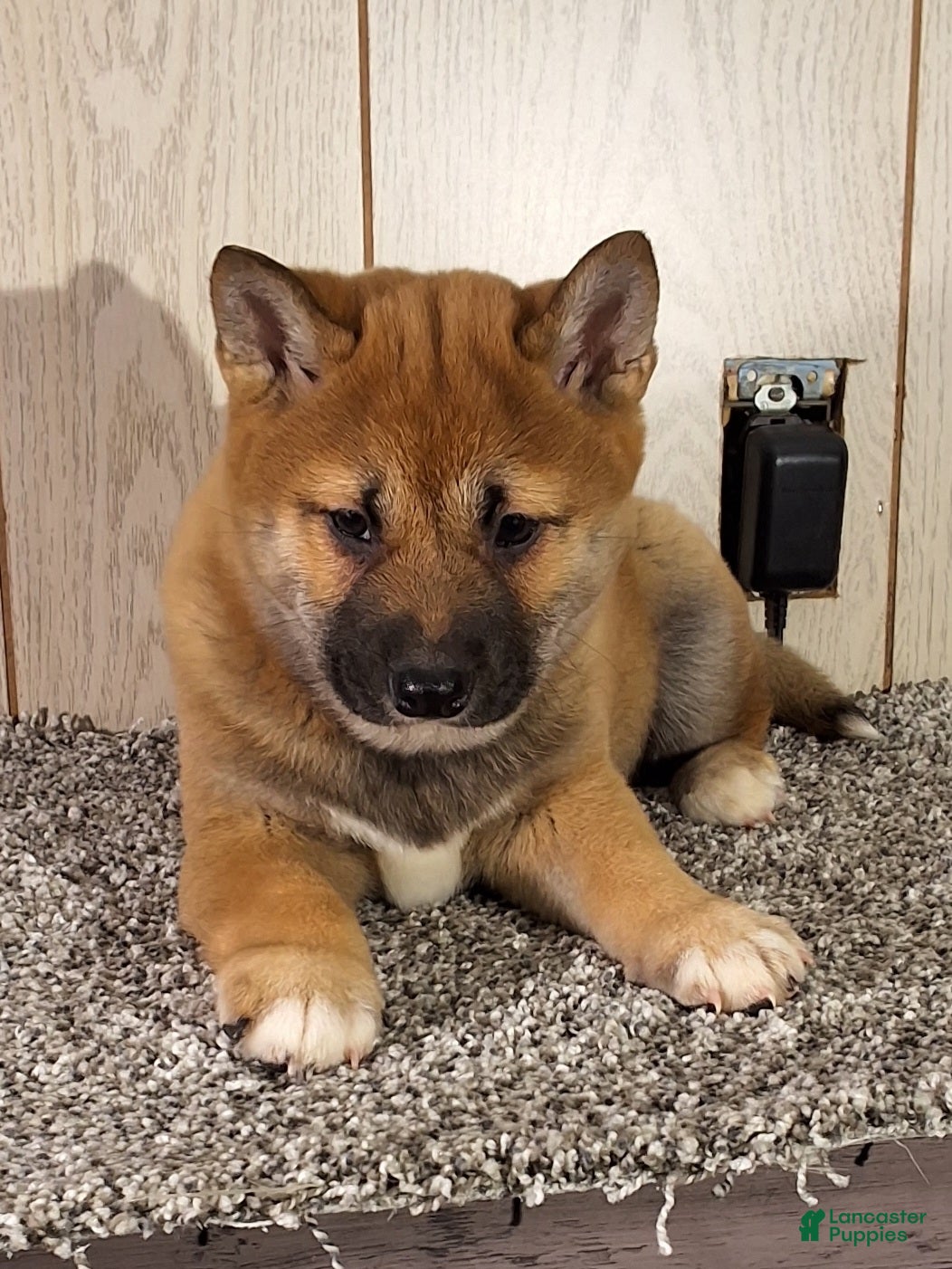 Shiba Inu dogs Shiba Inu Puppy 2 - Ad 2