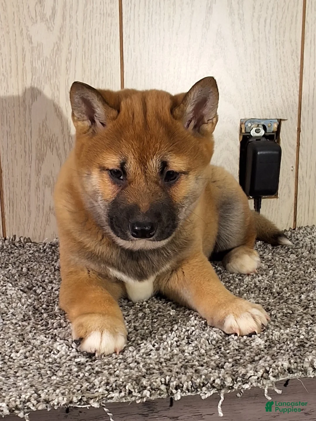 Shiba Inu dogs for sale: Shiba Inu Puppy 2 - Ad 2
