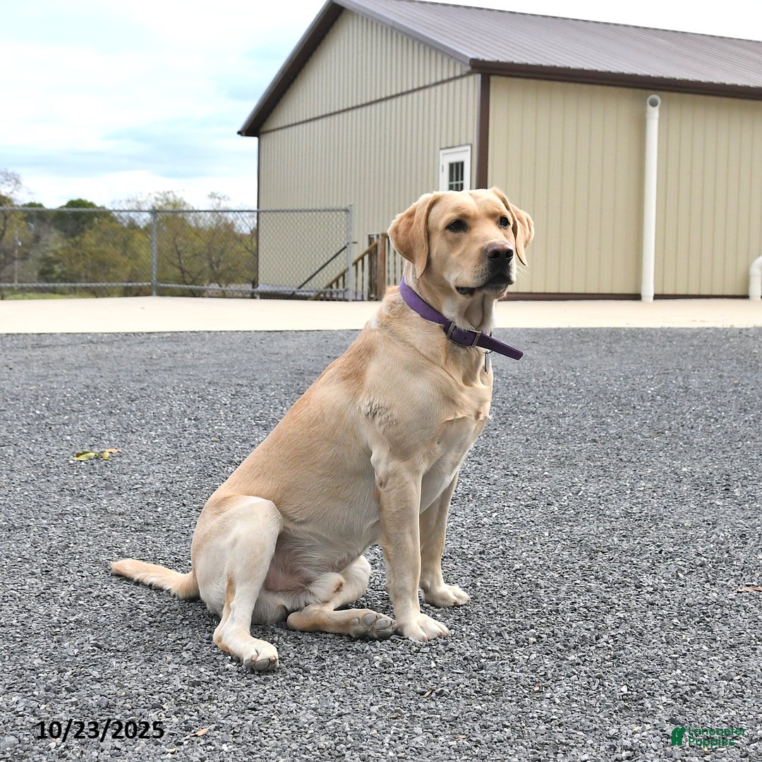 Labrador Retriever dogs for sale: Tammy - Ad 8