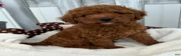 Cavapoo dogs for sale: Charlie - Ad 2