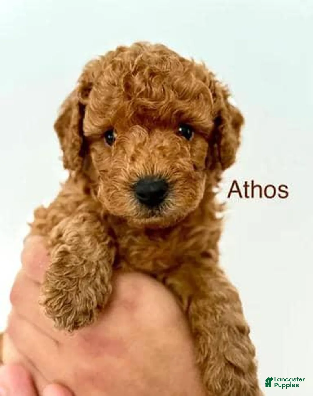Toy Poodle dogs for sale: Athos - Ad 2