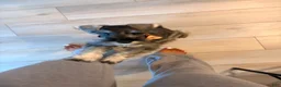 Miniature Schnauzer dogs for sale: Miniature Schnauzer Puppy 1 - Ad 4