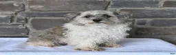 Havanese dogs for sale: Rover - Ad 6