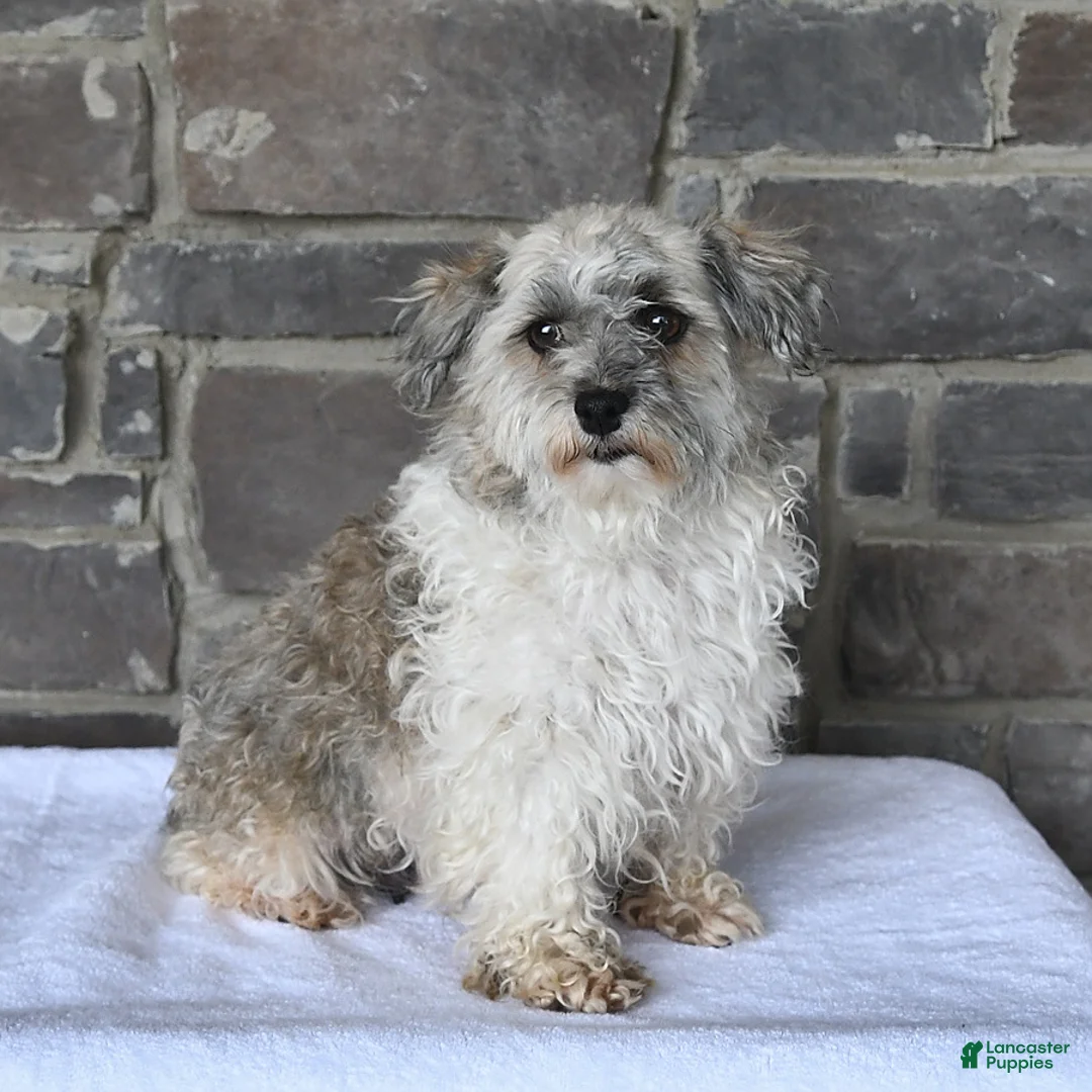 Havanese dogs for sale: Rover - Ad 6